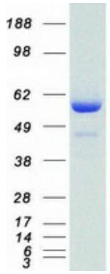 Coomassie blue staining of purified SMAD4 protein.